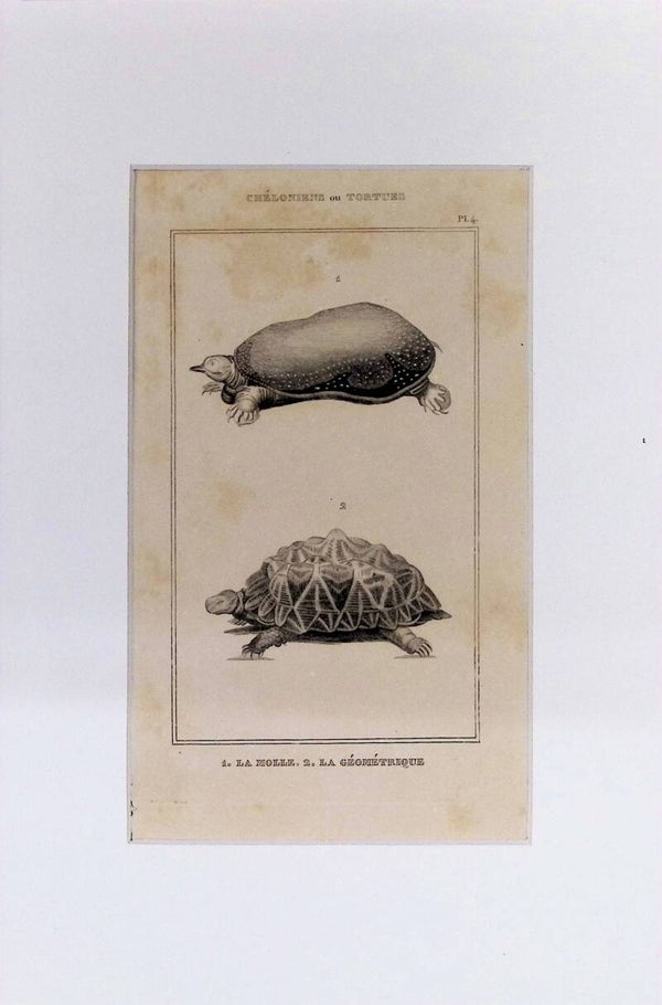 Tortugas: La Molle y La Géométrique – Grabado de 1842 | 30 x 20 cm