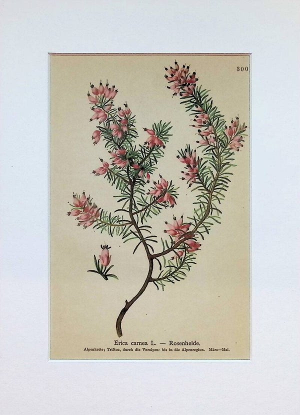 Erica carnea L. — Rosenheide — Atlas der Alpen-Flora, 1897. Botánica.