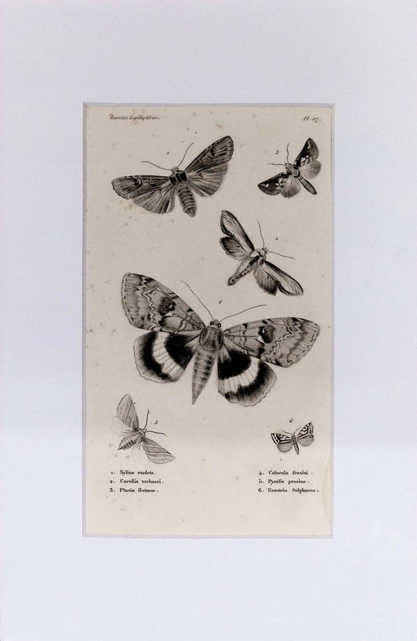 Lepidópteros – Xylina exoleta, Cucullia verbasci, Calocala fraxini y otros | Diccionario Pintoresco de Historia Natural (1842) – 30x20 cm