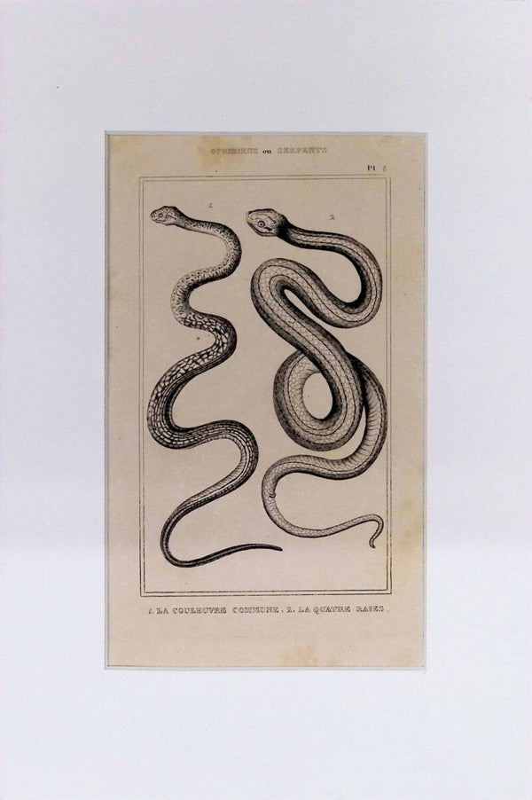 Serpientes: La Couleuvre Commune y La Couleuvre à quatre raies – Grabado de 1842 | 30 x 20 cm