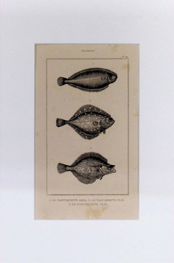 Peces – Le Pleuronecte Sole (Lenguado), Le Pleuronecte Plie (Platija) y Le Pleuronecte Flex | Diccionario Pintoresco de Historia Natural (1842) – 30x20 cm