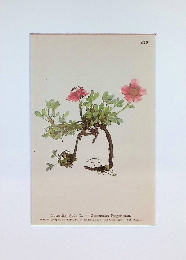 Potentilla nitida L. — Glänzendes Fingerkraut — Atlas der Alpen-Flora, 1897. Botánica.
