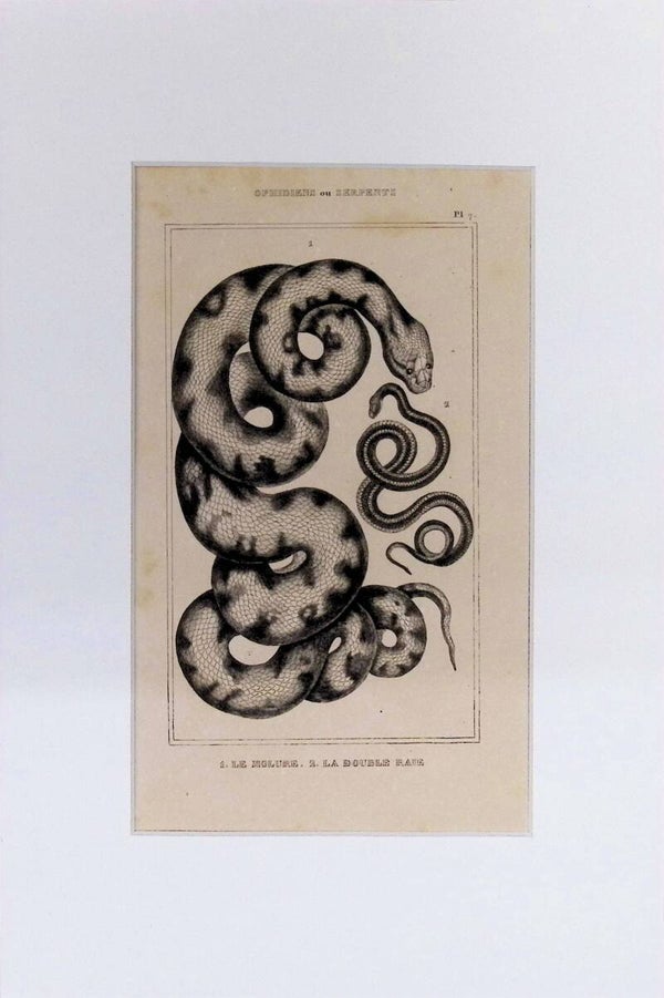 Serpientes: Le Molure y La Double Raie – Grabado de 1842 | 30 x 20 cm