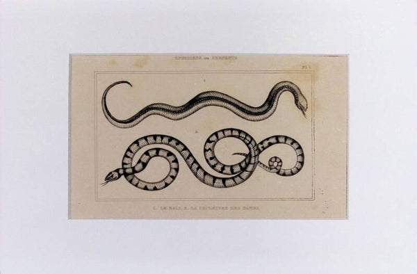 Serpientes: Le Bali y La Couleuvre des Dames – Grabado de 1842 | 30 x 20 cm