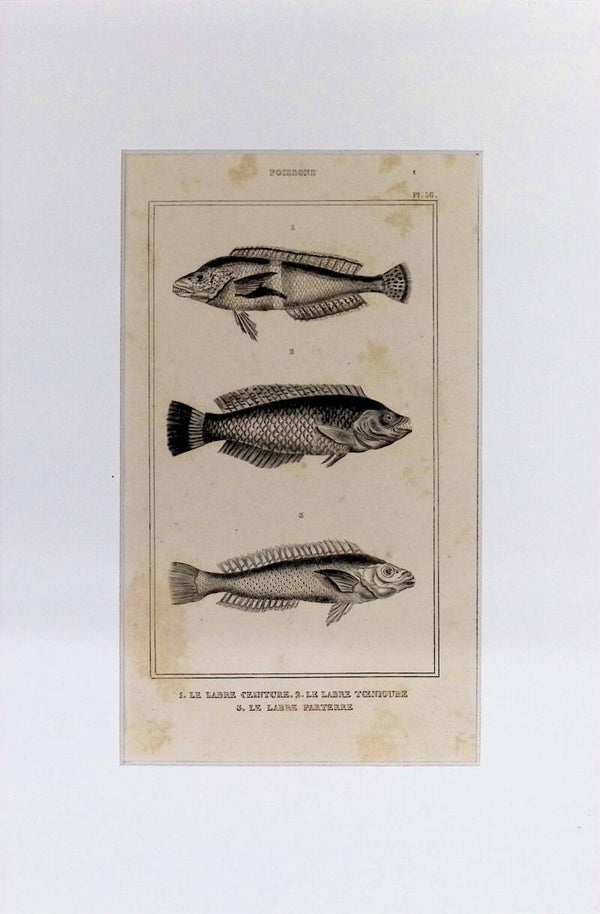 Peces – Le Labre Ceinture (Doncella ceñida), Le Labre Teniquière y Le Labre Parterre | Diccionario Pintoresco de Historia Natural (1842) – 30x20 cm