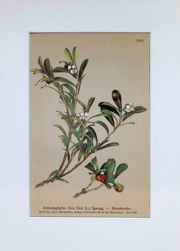 Arctostaphylos Uva Ursi (L.) Spreng. — Bärentraube — Atlas der Alpen-Flora, 1897. Botánica.