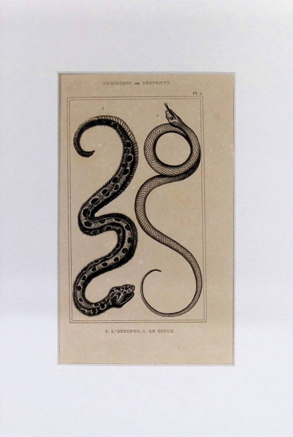 Serpientes: L'Atropos y Le Dipse – Grabado de 1842 | 30 x 20 cm