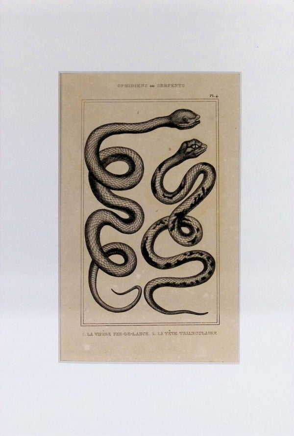 Serpientes: Vipère Fer-de-Lance y Tête Triangulaire – Grabado de 1842 | 30 x 20 cm