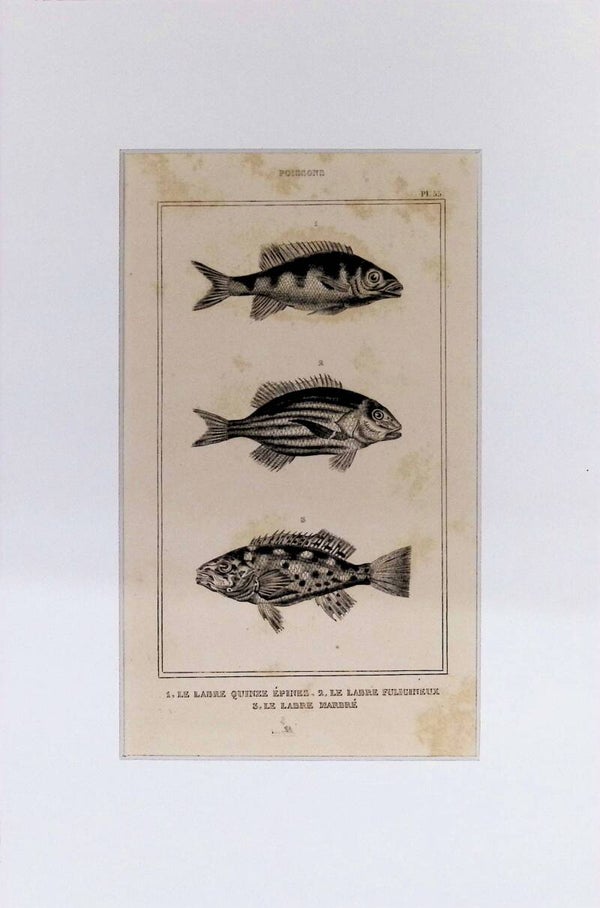 Peces – Le Labre Quinze Épines (Doncella de quince espinas), Le Labre Fuligineux y Le Labre Marbré | Diccionario Pintoresco de Historia Natural (1842) – 30x20 cm