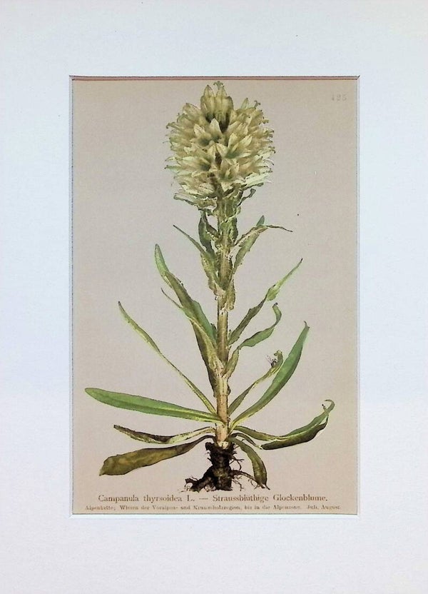 Campanula thyrsoidea L. - Straussbluthige Glockenblume - Atlas der Alpen-Flora, 1897. Botánica.
