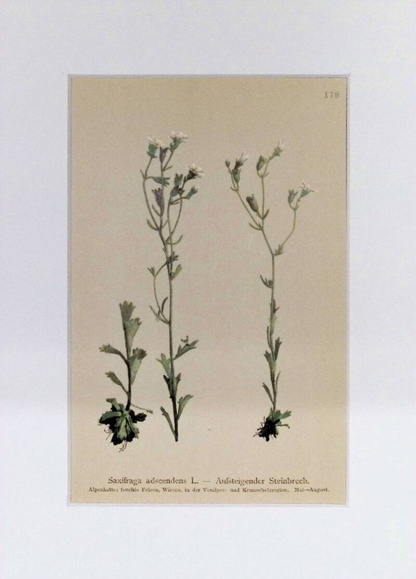 Saxifraga adscendens L. - Aufsteigender Steinbrech - Atlas der Alpen-Flora, 1897. Botánica.