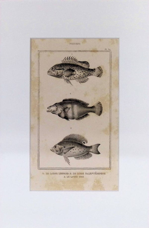 Peces – Le Labre Léopard, Le Labre Maléptérone y Le Labre Iris | Diccionario Pintoresco de Historia Natural (1842) – 30x20 cm
