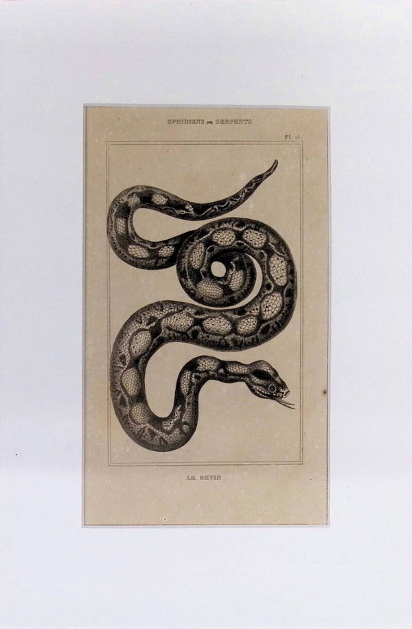 Serpiente: Le Devin – Grabado de 1842 | 30 x 20 cm