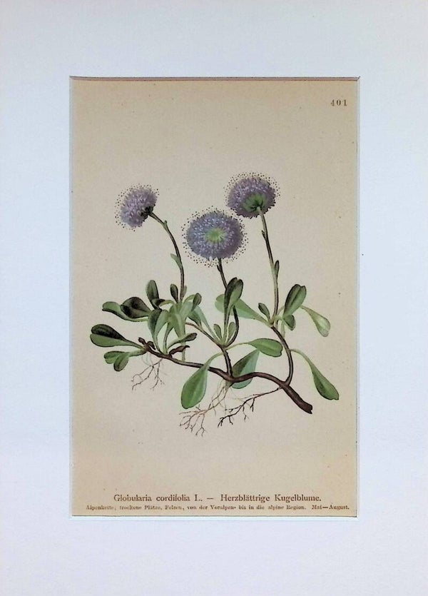 Globularia cordifolia L. - Herzblättrige Kugelblume - Atlas der Alpen-Flora, 1897. Botánica.