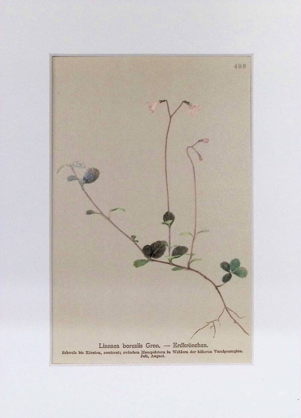 Linnaea borealis Gron. - Erdkrönchen - Atlas der Alpen-Flora, 1897. Botánica.