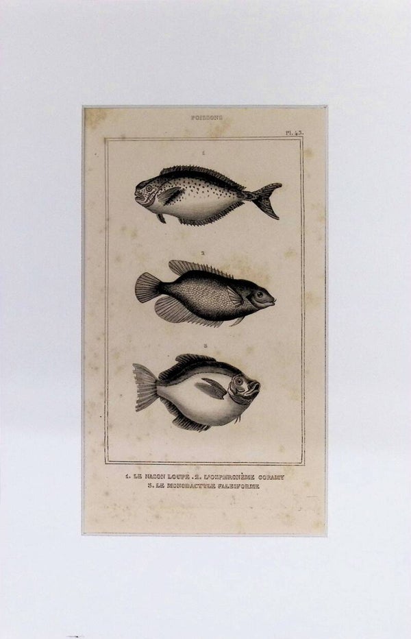 Peces – Le Nason Loupe (Naso), L’Osphironème Coramy (Osphironema) y Le Monodactyle Falbiforme (Monodáctilo) | Diccionario Pintoresco de Historia Natural (1842) – 30x20 cm