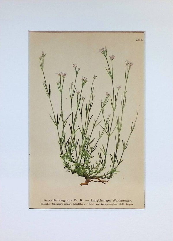 Asperula longiflora W. K. - Langblumiger Waldmeister - Atlas der Alpen-Flora, 1897. Botánica.