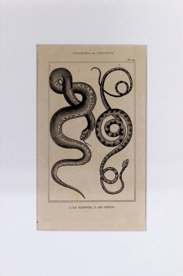 Serpientes: Le Vampum y Le Cenco – Grabado de 1842 | 30 x 20 cm