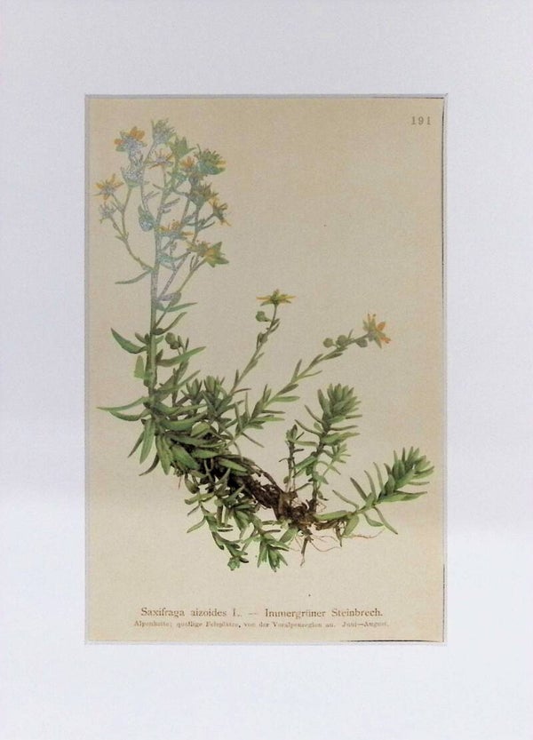 Saxifraga aizoides L. - Immergrüner Steinbrech - Atlas der Alpen-Flora, 1897. Botánica.