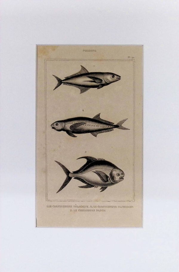 Peces – Le Caranxomore Pélagique (Carángido pelágico), Le Caranxomore Plumerien y Le Cossiomore Bloch | Diccionario Pintoresco de Historia Natural (1842) – 30x20 cm