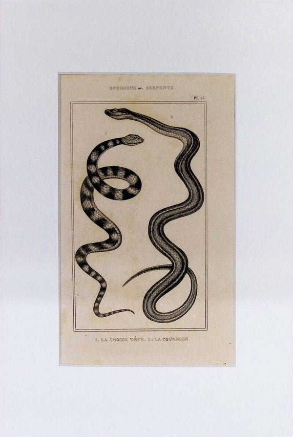Serpientes: La Grosse Tête y La Couresse – Grabado de 1842 | 30 x 20 cm