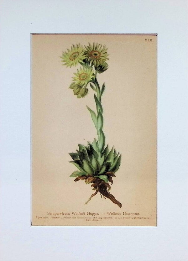 Sempervivum Wulfenii Hoppe. — Wulfen's Hauswurz — Atlas der Alpen-Flora, 1897.