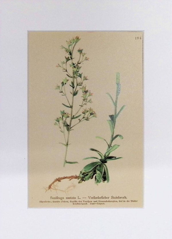 Saxifraga mutata L. - Veränderlicher Steinbrech - Atlas der Alpen-Flora, 1897. Botánica.
