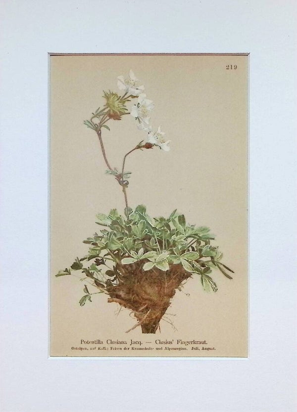 Potentilla Clusiana Jacq. — Clusius' Fingerkraut — Atlas der Alpen-Flora, 1897.