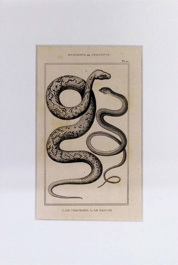 Serpientes: Le Chapelet y Le Daboie – Grabado de 1842 | 30 x 20 cm