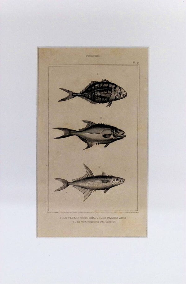 Peces – Le Caranx Très Beau (Jurel), Le Caranx Amblé (Jurel) y Le Trachinote Faucheur (Trachinotus) | Diccionario Pintoresco de Historia Natural (1842) – 30x20 cm