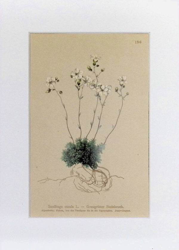Saxifraga caesia L. - Graugrüner Steinbrech - Atlas der Alpen-Flora, 1897. Botánica.