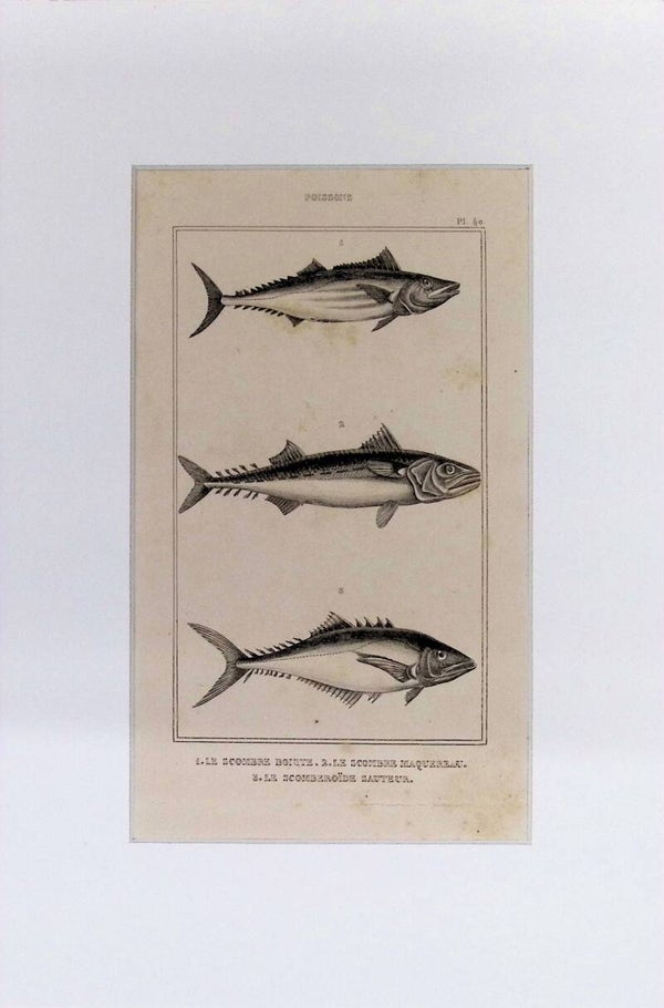 Peces – Le Scombre Boîte (Caballa), Le Scombre Maquereau (Caballa) y Le Scombéroïde Sauteur (Scomberoide) | Diccionario Pintoresco de Historia Natural (1842) – 30x20 cm Descripción: