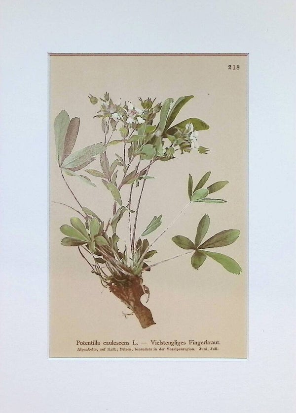 Potentilla caulescens L. — Vielstengliges Fingerkraut — Atlas der Alpen-Flora, 1897.