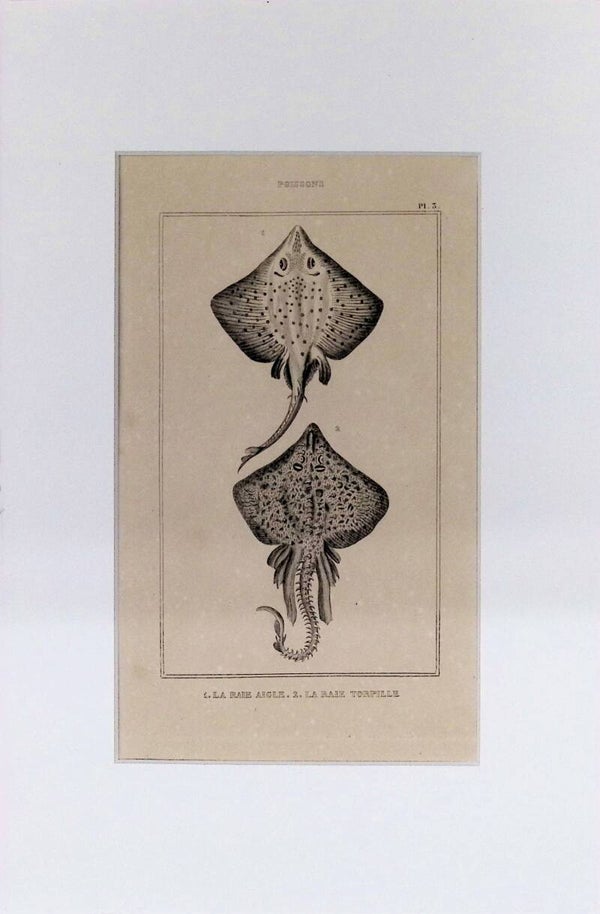 Rayas: Raie Aigle y Raie Torpille – Grabado de 1842 | 30 x 20 cm