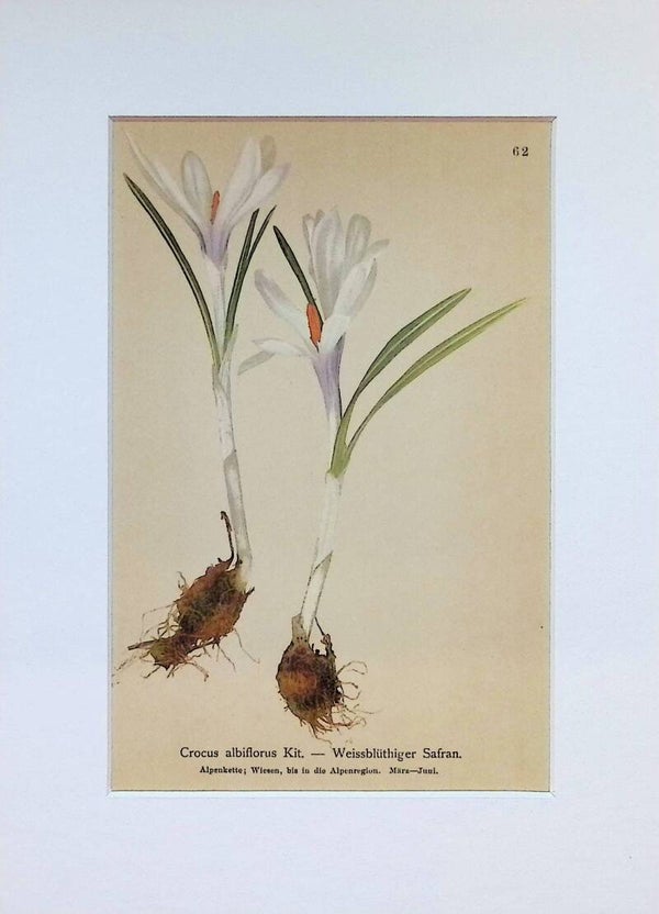 Crocus albiflorus Kit. — Weissblüthiger Safran — Atlas der Alpen-Flora, 1897.