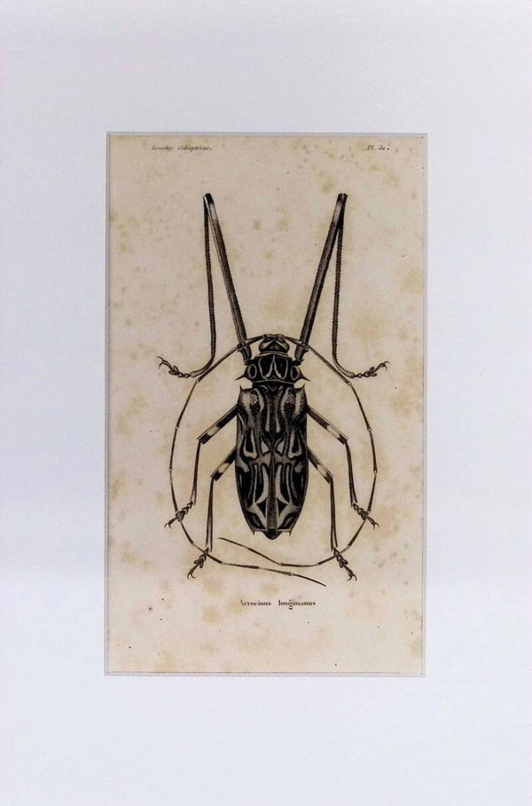 Insectos Coleópteros – Aerocinus longimanus | Diccionario Pintoresco de Historia Natural (1842) – 30x20 cm