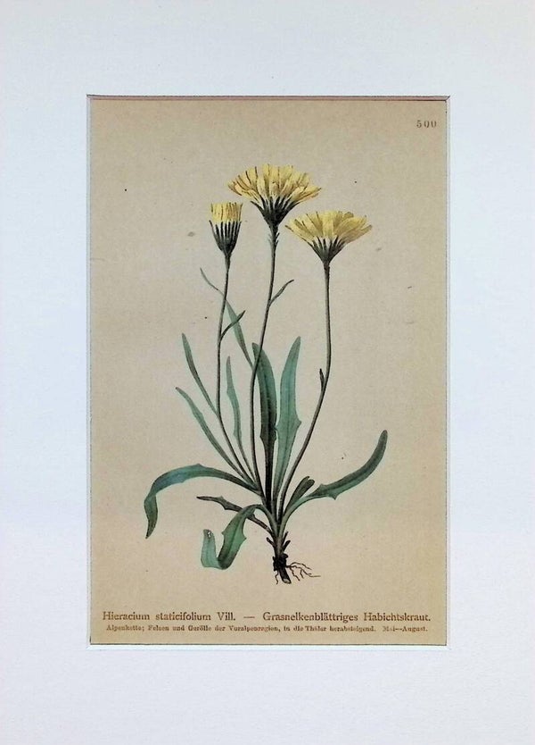 Hieracium staticifolium Vill. — Grasnelkenblättriges Habichtskraut — Atlas der Alpen-Flora, 1897.