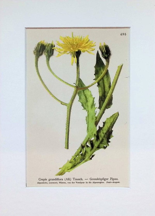 Crepis grandiflora (All.) Tausch. — Grossköpfiger Pipau — Atlas der Alpen-Flora, 1897.