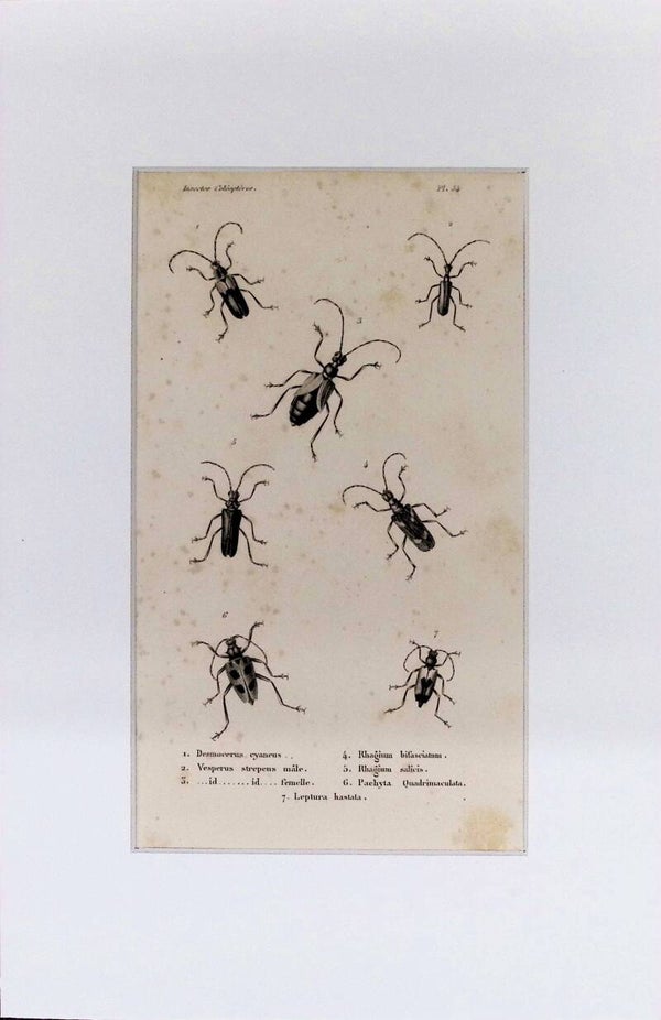 Insectos Coleópteros – Desmocerus cyanus, Rhagium y otros longicornios | Diccionario Pintoresco de Historia Natural (1842) – 30x20 cm