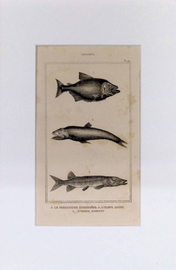 Peces: Serrasalme rhomboïde, Elope saure y Esoce brochet – Grabado de 1842 | 30 x 20 cm
