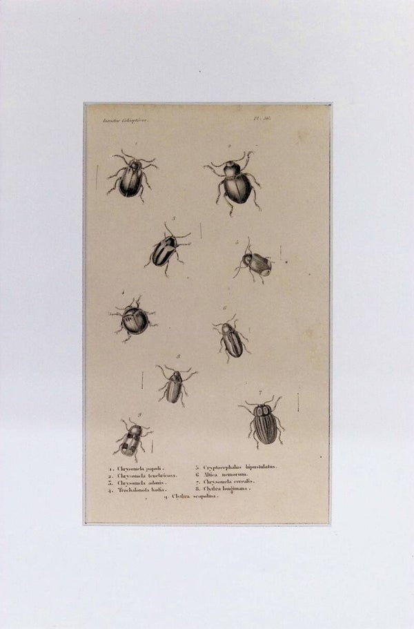 Insectos Coleópteros – Chrysomela populi, Chrysomela tenebricosa, Cryptocephalus bipustulatus y otros | Diccionario Pintoresco de Historia Natural (1842) – 30x20 cm