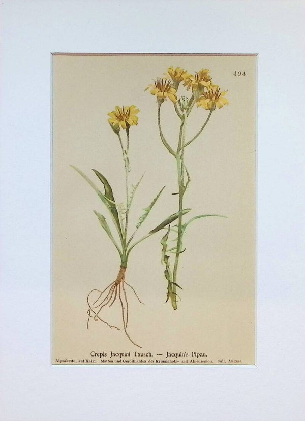 Crepis Jacquini Tausch. — Jacquin's Pipau — Atlas der Alpen-Flora, 1897.