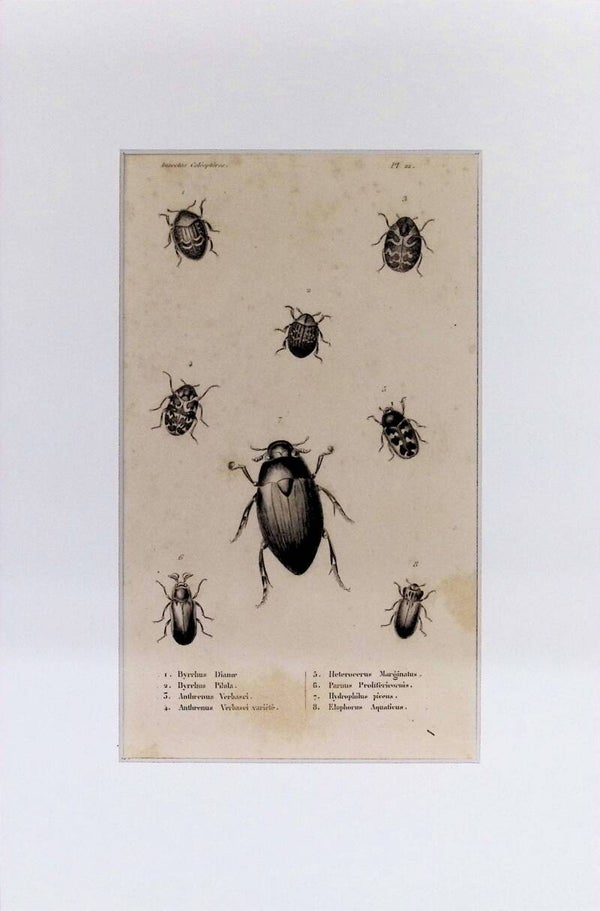 Insectos Coleópteros – Byrrhus, Heterocerus, Parnus y otros | Diccionario Pintoresco de Historia Natural (1842) – 30x20 cm