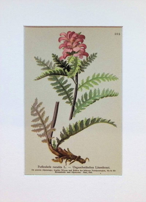 Pedicularis recutita L. — Ungeschnäbeltes Läusekraut — Atlas der Alpen-Flora, 1897.