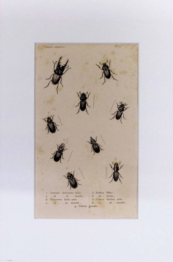 Insectos Coleópteros – Lucanus, Eudora Midas, Chiron grandis y otros | Diccionario Pintoresco de Historia Natural (1842) – 30x20 cm