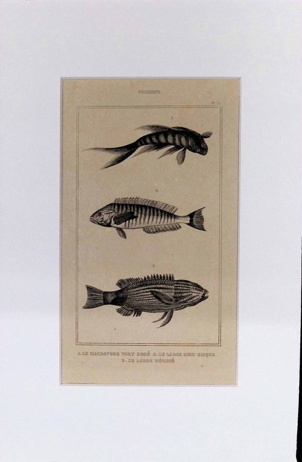 Peces: Macropode vert doré, Labre demi-becque y Labre hérissé – Grabado de 1842 | 30 x 20 cm