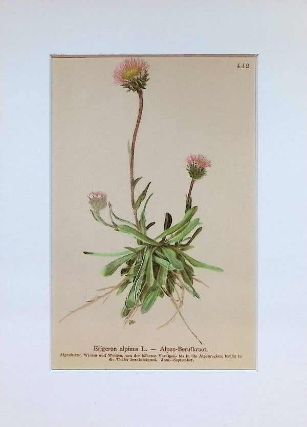 Erigeron alpinus L. — Alpen-Berufkraut — Atlas der Alpen-Flora, 1897.
