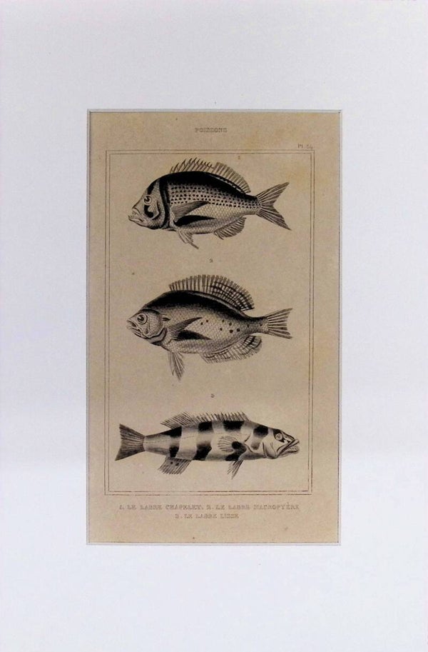 Peces: Labres - Labre Chapelet, Labre Macroptere y Labre Lisse – Grabado de 1842 | 30 x 20 cm