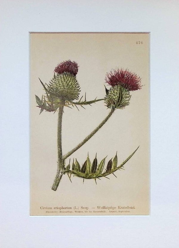 Cirsium eriophorum (L.) Scop. — Wollköpfige Kratzdistel — Atlas der Alpen-Flora, 1897.
