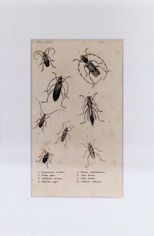 Insectos Coleópteros – Purpuriceus servillei, Rosalia alpina y otros | Diccionario Pintoresco de Historia Natural (1842) – 30x20 cm